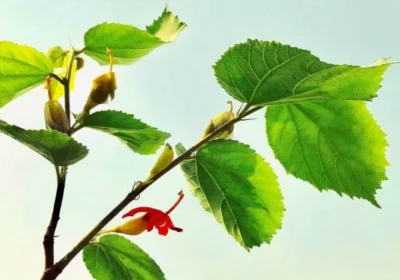 Gymnema Sylvestre for Blood Sugar Support: A Specialist’s Guide